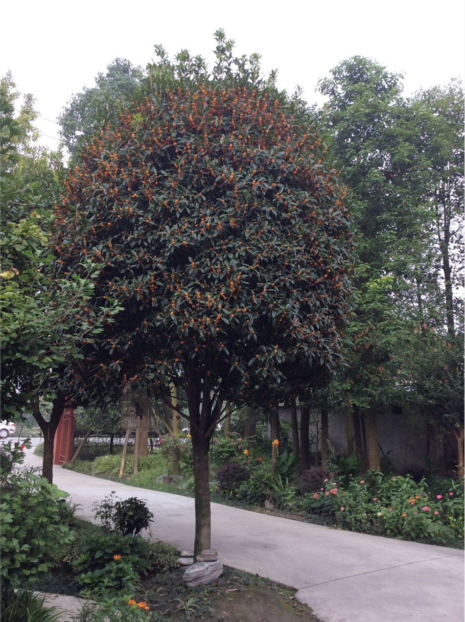 朱砂桂