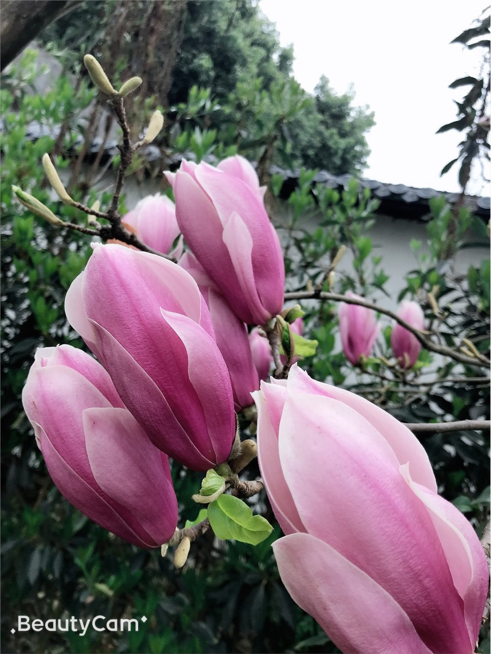 红花玉兰